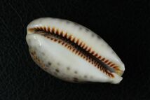 ヒメホシダカラ　61.3mm　大　 タカラガイ　貝標本　貝殻_画像9