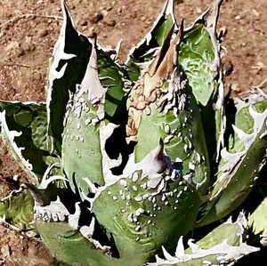 T63 厳選 アガベ チタノタ 帝君 agave emperor 極上強棘 狂刺 背棘 優良血統極上子株 メリクロン株 激レア高級品種 10株（組織培養株 ）