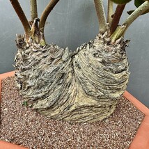 L16 貴重な希少種 レア 観葉植物 ザミア [メキシコソテツ] 蘇鉄 巨大株 Sクラスは希少株 極上美株 _画像9