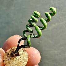 T23 特選 多肉植物 Albuca bruce-bayeri (実生) 3株 激レア！_画像6