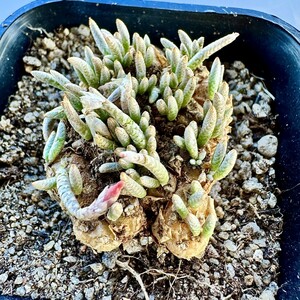 T6 Avonia quinaria 赤花アルストニー アボニア クイナリア サボテン 国内実生 多肉植物 塊根 冬型コーデックス 塊茎 