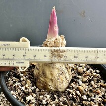 V20 貴重植物 現地株 ゲチリス　グランディフローラ Gethyllis grandiflora ゲチリス界のヘルメス 親株級開花株 特選大株_画像10