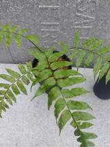 シダ植物　クロヘゴ&チャボヘゴ　奄美大島産　栽培品2種セット_画像3