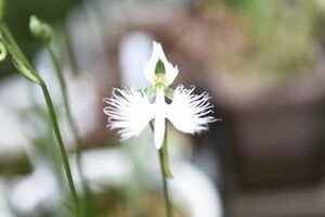 [23-107]鷺草　サギソウ　さぎ草　さぎそう【銀河】開花予定４球