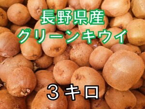 キウイフルーツ 長野県産＜3Kg＞〈規格外・家庭用〉