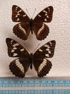 蝶標本　オオイチモンジ　1ペア（北海道層雲峡産）野外品