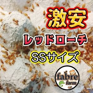  SSサイズ 500匹＋10% 激安レッドローチ ネコポス対応 送料無料