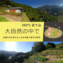 【29日販売終了・青果柚子】秋山さんちの大豊ゆず★2kg★専業40年【全国一位の高知県産・産地直送・送料無料・Yahoo!フリマ版】_画像5