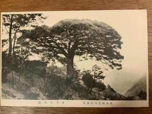 FF-7643 ■送料込■ 秋田県 宮川村 湯瀬温泉 カラカサ松 松の木 関旅館 風景 景色 木 樹 戦前 レトロ 絵葉書 古葉書 写真 古写真/くNAら