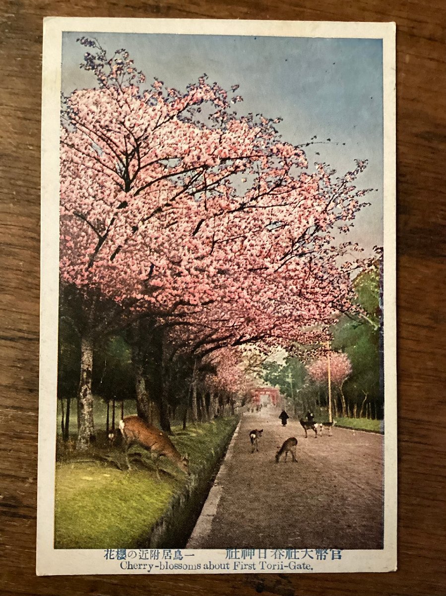 JJ-1735 ■Shipping included■ Nara Prefecture Kanpei Taisha Shrine Kasuga Taisha Cherry blossoms near the Torii Shrine Row of cherry blossom trees Deer Deer Nature Postcard Painting Printed matter/KFU et al., printed matter, postcard, Postcard, others
