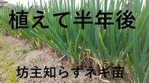 ぼうずしらずねぎ苗15本（おまけ付き）　輸送費を抑えたネコポス発送　※梱包のため、根と葉はカットして出荷します_画像7