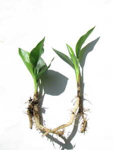  -stroke rely Cheer * goldcrest real raw 1 year seedling 2 stock 