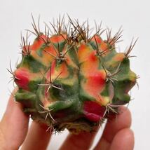 カーネリアン! 多肉植物 サボテン　ギムノカリキウム・ミハノビッチ錦　斑入り　実生 Gymocalycium Mihaovichii Variegated 'Carnelian'_画像3