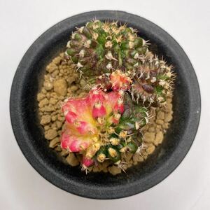 T-REX錦！多肉植物 恐竜サボテン　ギムノカリキウム・ミハノビッチ錦　斑入り　実生 Gymocalycium Mihaovichii Variegated 'T-REX'