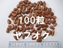【国内希少分布－五葉松】(朝鮮五葉松) 種 種子 100粒 盆栽 山野草 希少_画像1