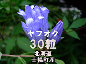 エゾリンドウ 種子 30粒 北海道士幌町産 山野草