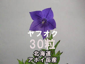 アポイキキョウ 種子 30粒 北海道 アポイ岳 高山植物 山野草