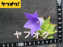 極矮性 アポイキキョウ 超小型の選抜品種 種子 40粒 北海道 アポイ岳 高山植物 山野草_画像1