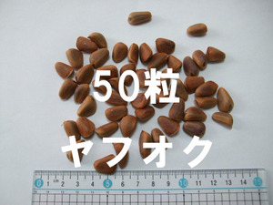 【国内希少分布－五葉松】(朝鮮五葉松) 種 種子 50粒 盆栽 山野草 希少