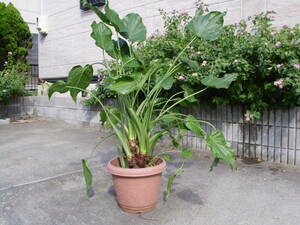  Alocasia odora height 110cm rom and rear (before and after) receipt limitation (pick up) is . attaching Yokkaichi city. 