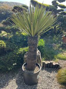  very thick 1m53cm new leaf departure root rare yucca fak Sony a-na enduring cold .-12 Driger ten garden symbol tree ground ..Yucca