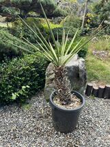 新葉 発根 レア 希少 Yucca Torreyi ユッカ　トレリー 耐寒性－12 ドライガーデン 地植え ガーデニング ロストラータ_画像1