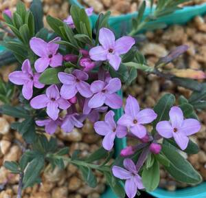 ヒメジンチョウゲ、ハイ性、早春芳香を放つ、草丈約１０ｃｍ以上、９ｃｍ鉢作りこみ