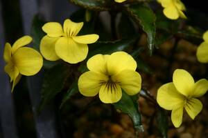 アソキスミレ、６株、開花見込み根茎、熊本県阿蘇山原産、作りやすい黄花、裸で送ります