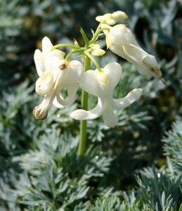 白花四季咲コマクサ、３株、開花株、白花コマクサと白花ケマンソウの交配種、花期が長く作りやすい、裸で送ります