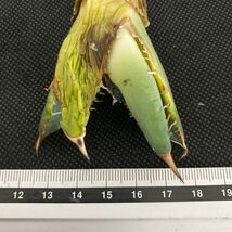 Z-33 アガベ チタノタ バナナピール【agave titanota banana peel】多肉植物_画像4