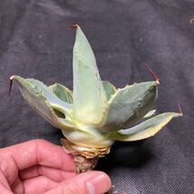 Y-9 アガベ トレードウィンズ Agave Tradewinds 1株　多肉植物　訳あり_画像2