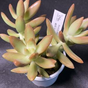 F-12 【銘月】sedum セダム 多肉植物 1ポット