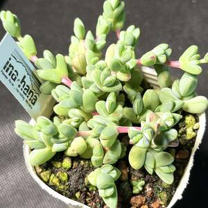 C-56 碧魚連 エキノス sedum セダム 多肉植物 1ポット(7㎝ポット)