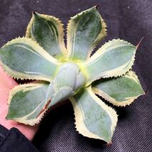 Y-9 アガベ トレードウィンズ Agave Tradewinds 1株　多肉植物　訳あり_画像1