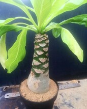 ★☆[ぺてぃのお店] 　ブリガミア　インシグニス　　 Brighamia insignis　【01】　☆★_画像1