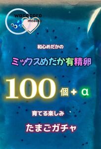 ★和心めだか★ミックスめだか有精卵100個＋α★楽しみいっぱい！ガチャめだか♪ミジンコ・ゾウリムシと合わせていかがでしょうか！ 