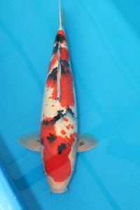  colored carp deer . Taisho three color male approximately 53cm