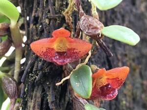 洋蘭 原種 Den.bulbophylloides パプア産超稀少小型デンドロ 通常入手不可 ツボミ2リンコルク付パルダリウム好適 速達第四種郵便送料470円