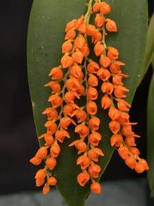 洋蘭 原種 パルダリウム Pleu.truncata 'Elm' 葉1枚に咲く花数最多 極美選抜個体 2号鉢 株小さめ特価 速達第四種郵便送料470円