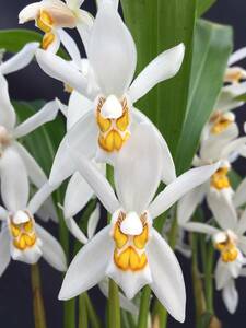 洋蘭 原種 セロジネ属 Coelogyne nitida(旧オクラセア) ネパール産有香可憐花 7リード来春開花予定極良株 特価スタート速達第四種郵便796円