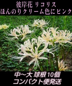 ② 彼岸花 リコリス 球根 中～大 10個