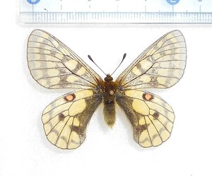 日本の蝶標本　極珍！ 北海道のウスバシロチョウ類3/4（オプタテシケ山産!! その１）オス1匹