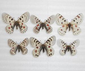 海外の蝶標本　外国産ウスバシロチョウ類（パルナシウス類）6種6匹セット