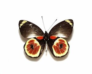 外国産蝶標本　カスタネウスカザリシロ A-♂　西イリアン 産