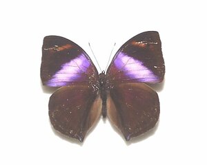 外国産蝶標本　ルミアコノハチョウ A-♂ RCA 産