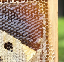 合計1200g 新蜜　天然蜂蜜　春の百花蜜　国産蜂蜜　非加熱　生はちみつ 岐阜県産　送料無料_画像8