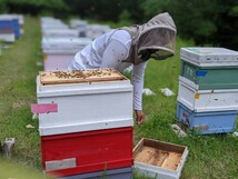 合計1200g 新蜜　天然蜂蜜　春の百花蜜　国産蜂蜜　非加熱　生はちみつ 岐阜県産　送料無料_画像3