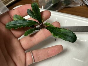 [入荷前セール] Bucephalandra sp. Murung raya LA0813-1 LA便 熱帯植物 原種 ブセファランドラ