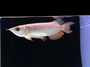  藍底過背金龍幼魚 ±18cm