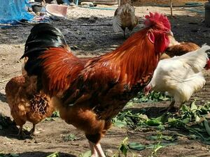 天草大王　有精卵　10個　鶏　地鶏　食用